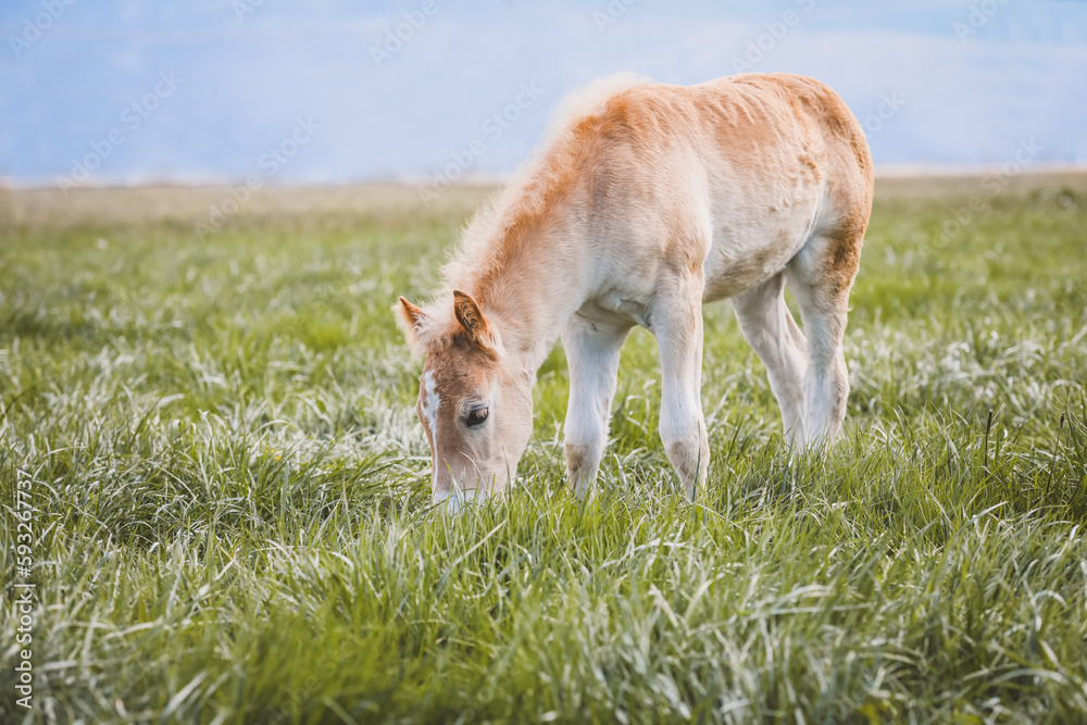 Fohlen | Tierbaby Fohlen | Tierbaby