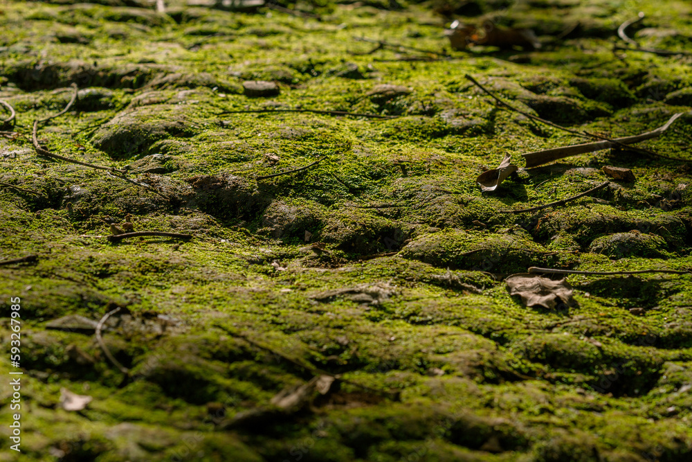moss on the ground land, ground with green moss, green land