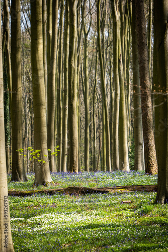 Fototapeta Naklejka Na Ścianę i Meble -  bluebell forest belgium