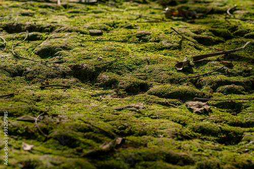 moss on the ground land, ground with green moss, green land