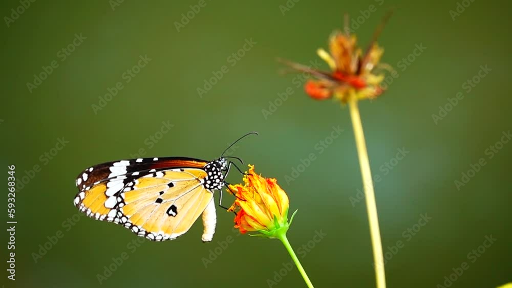 Super slow 250 fps 1080 HD Thai butterfly in garden garden summer flower and butterfly flower butterfly flower butterfly Super slow 250 fps 1080 HD Thai butterfly in garden garden summer flower and butterfly flower butterfly flower butterfly