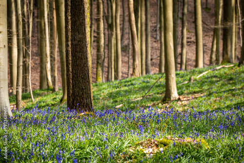 bluebell forest belgium