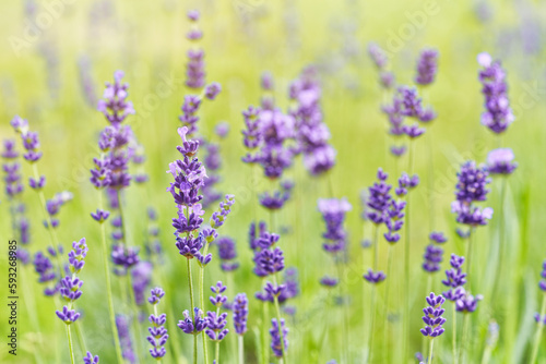 Lavender flower blooming scented field. Bright natural background with sunny reflection.