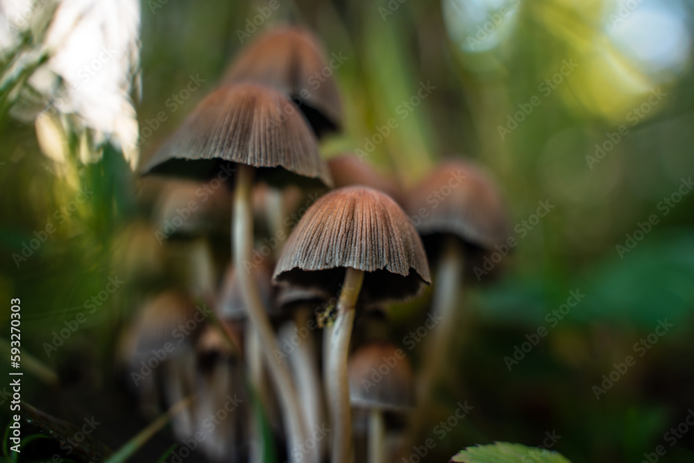Fototapeta premium Mushrooms in a beautiful autumn forest with leaves. Autumn time in the forest. Ecotourism in a beautiful forest.