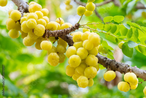 Gooseberry, a round yellow fruit on the tree ready for harvest.  Sour tropical fruit  They are popularly eaten fresh and processed into various products. photo