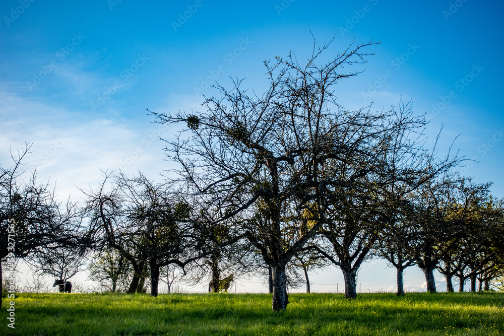 Obraz premium Pferde unter Bäumen 