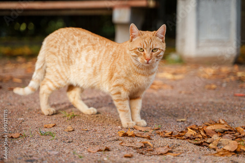 Beautiful street cat walks outside in summer © KseniaJoyg