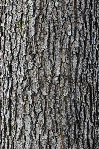 Oak Tree bark with moss