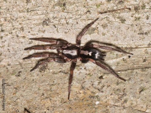 Eastern Parson Spider (Herpyllus ecclesiasticus) hunting at night on a Crepe Myrtle tree trunk in Houston, TX. Found across the USA and Canada.