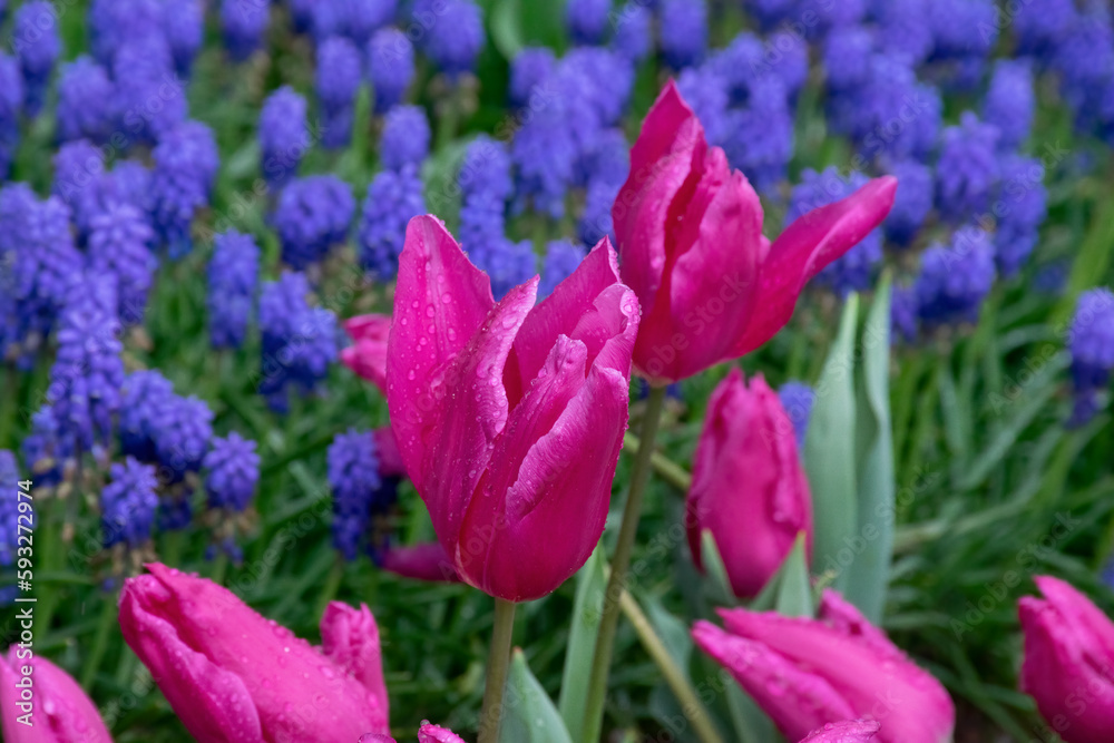 Obraz premium Beautiful pink tulips with water droplets for background.