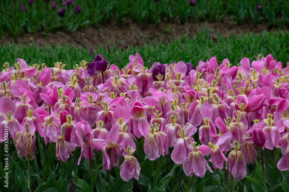Beautiful pink tulips with water droplets for background. Beautiful pink tulips with water droplets for background.