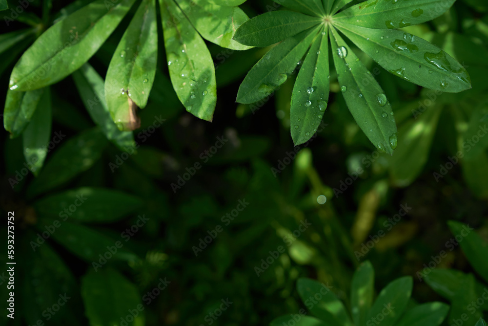 Lupin leaves, close-up, water droplets in sunlight, green natural background with copy space. High quality photo Lupin leaves, close-up, water droplets in sunlight, green natural background with copy space. High quality photo