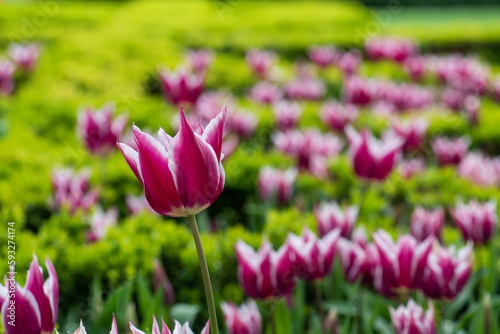 Tulips in Istanbul, Turkey. Beautiful colorful tulips in garden. Tulips background.