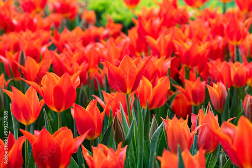 Tulips in Istanbul  Turkey. Beautiful colorful tulips in garden. Tulips background.