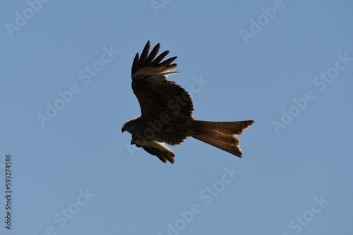 eagle in flight (or hawk)