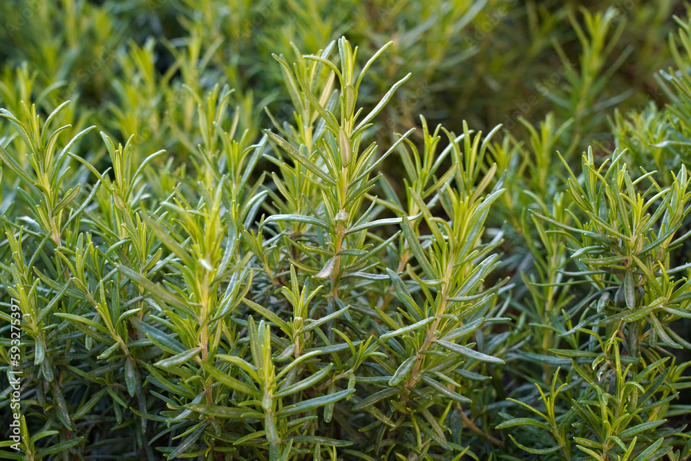 Obraz premium close up of rosemary branchs