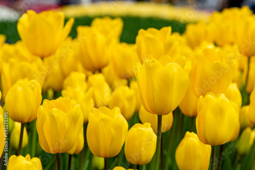 Tulips in Istanbul, Turkey. Beautiful colorful tulips in garden. Tulips background.