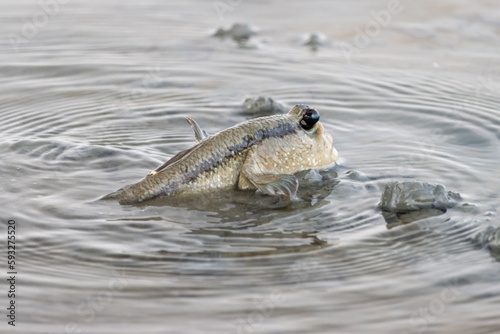 Mudskipper crawls in shallow water on shore, Thailand