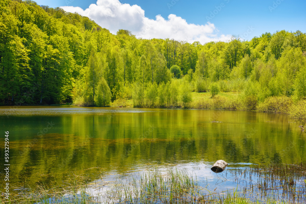 scenery with forest pond. forest reflecting in the water surface. warm april weather