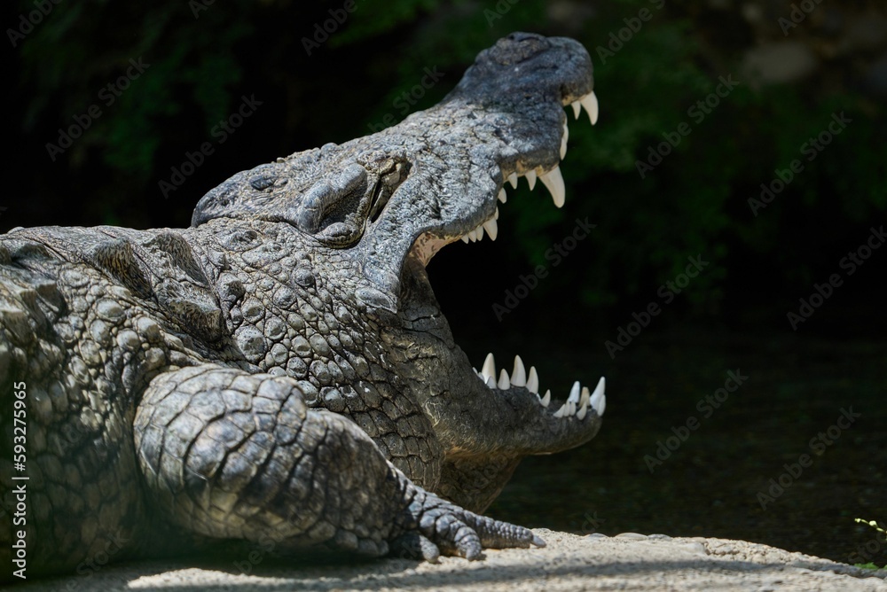 Fototapeta premium Nile crocodile opening his huge mouth on the sand wth sunlight