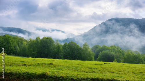 meadows of carpathian mountains in spring. wide lush grassy pasture. misty weather on a sunny morning. deciduous forest on the hill. fog in the distant valley beneath a cloudy sky