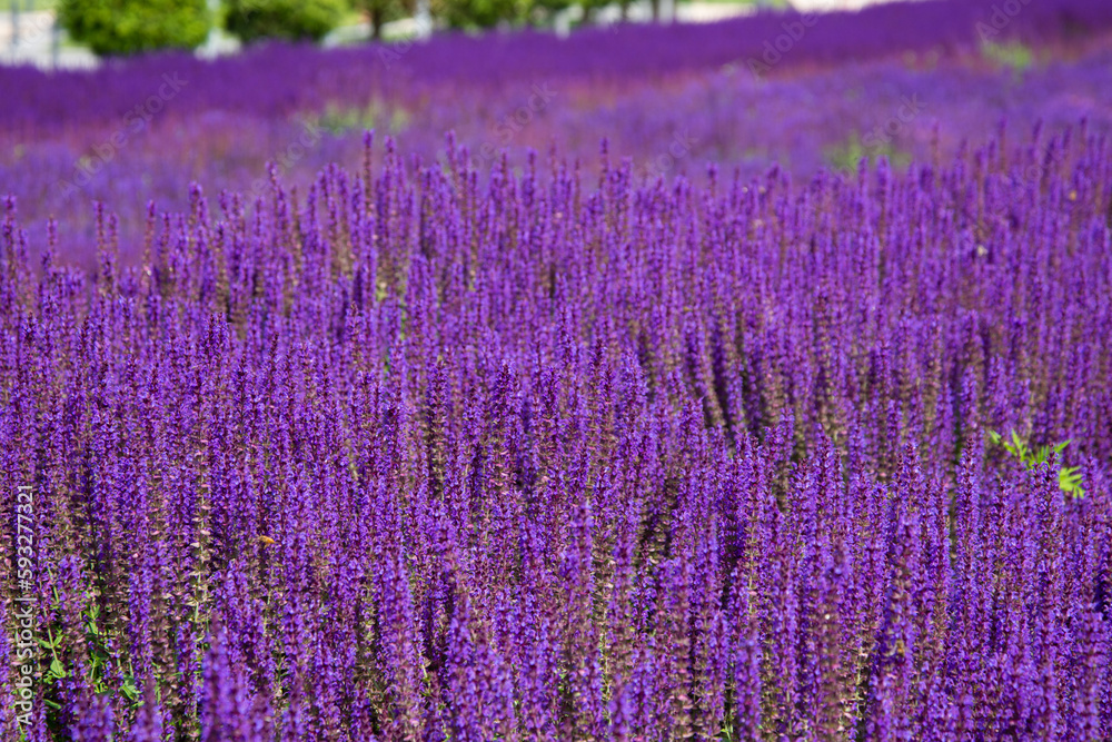 Naklejka premium Sunny summer. Beautiful field with flowers.