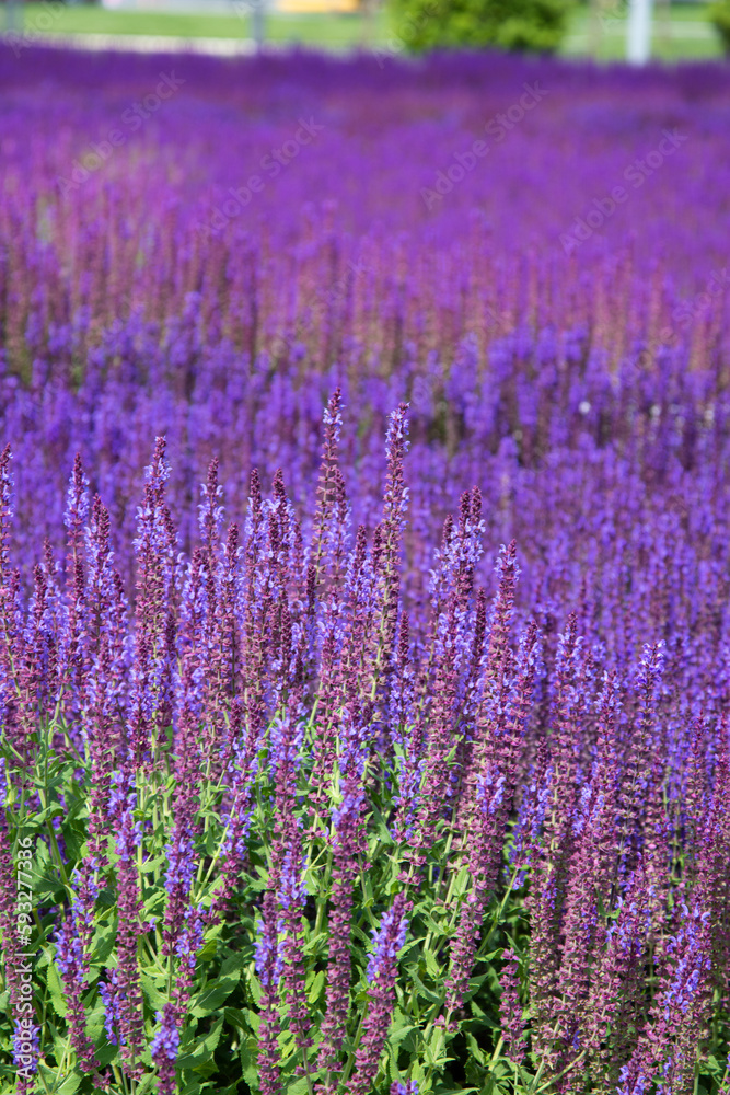 Naklejka premium Sunny summer. Beautiful field with flowers.