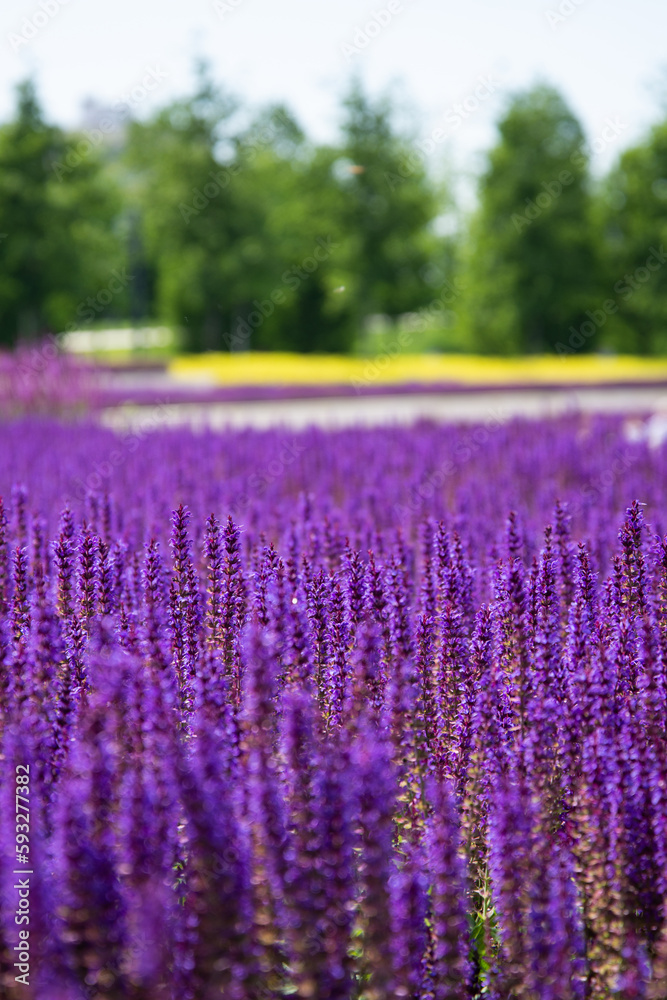 Naklejka premium Sunny summer. Beautiful field with flowers.