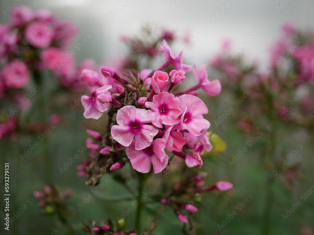 Phlox paniculata bright pink flowers. A perennial herbaceous plant, a