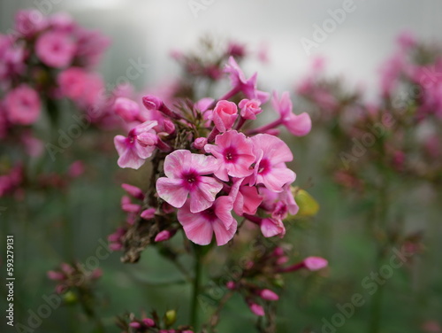 Phlox paniculata - bright pink flowers. A perennial herbaceous plant, a species of the genus Phlox of the cyanide family.