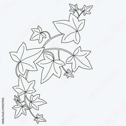 Floral ivy drawing decorative ornament flat design.