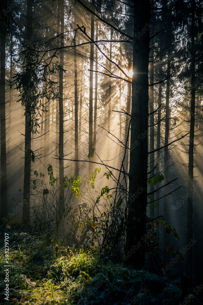 Fototapeta premium Vertical shot of the sun shining through the tall forest trees on a summer day