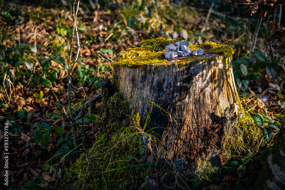 Obraz premium Closeup shot of a stump covered in moss, stones on the top of it in a forest