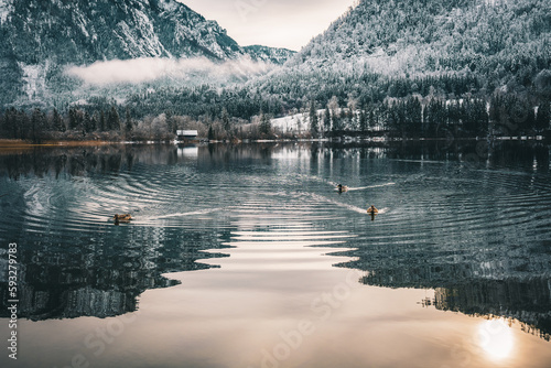 Scenic shot of ducks swimming in a pond before mountains and trees covered with snow