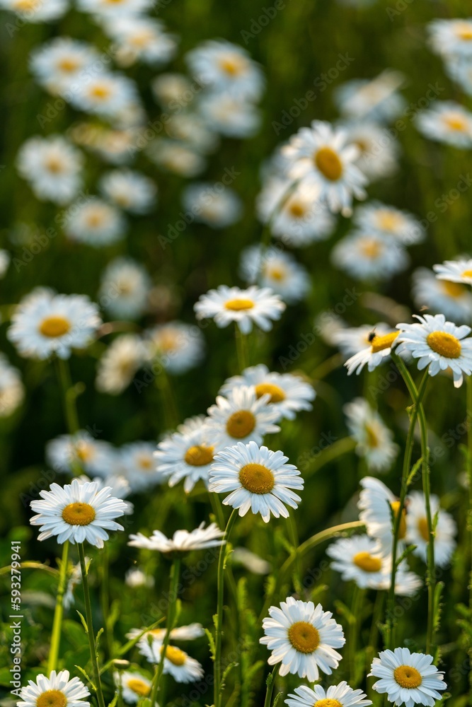 Closeup of blooming Oxeye daisy flowers in field Closeup of blooming Oxeye daisy flowers in field