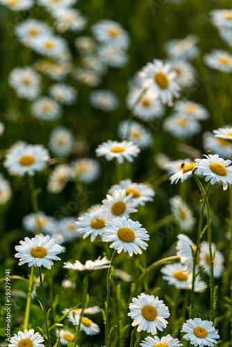Closeup of blooming Oxeye daisy flowers in field