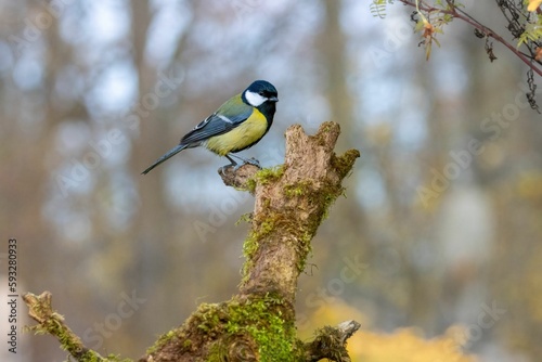 Close-up of a small Great tit bird (Parus major) perched on a twig