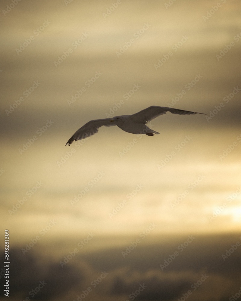 Naklejka premium Vertical shot of a seagull flying against a cloudy sky ay sunset.