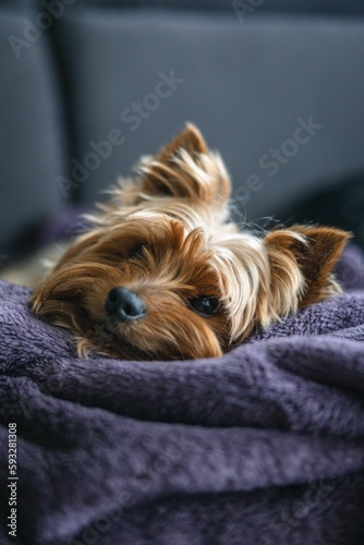 Vertical shot of an adorable Yorkshire terrier lying on a soft purple fabric.