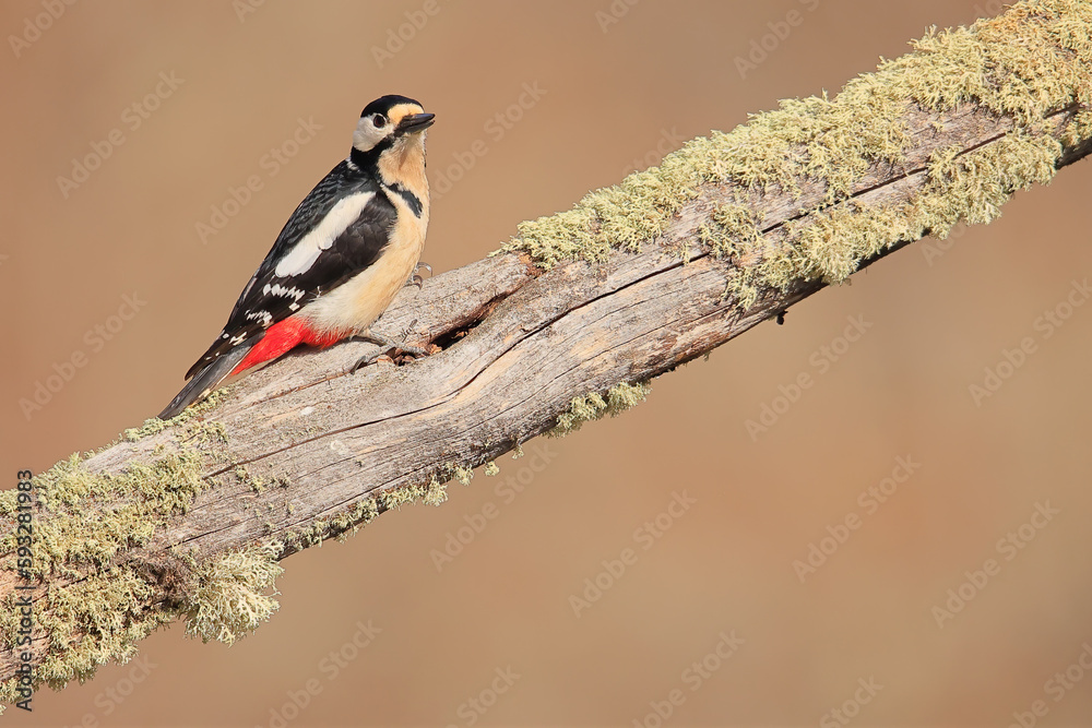 Naklejka premium Great spotted woodpecker - Dendrocopos major - Pico Picapinos