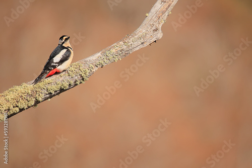 Great spotted woodpecker - Dendrocopos major - Pico Picapinos photo