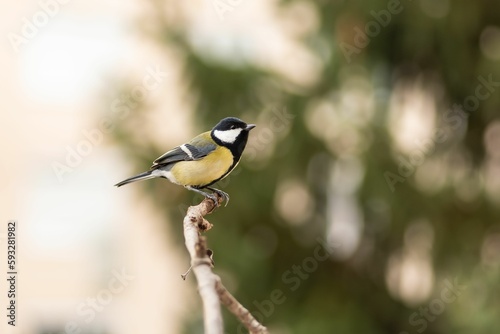 Close-up shot of a Great tit perched on a branch on a blurred background