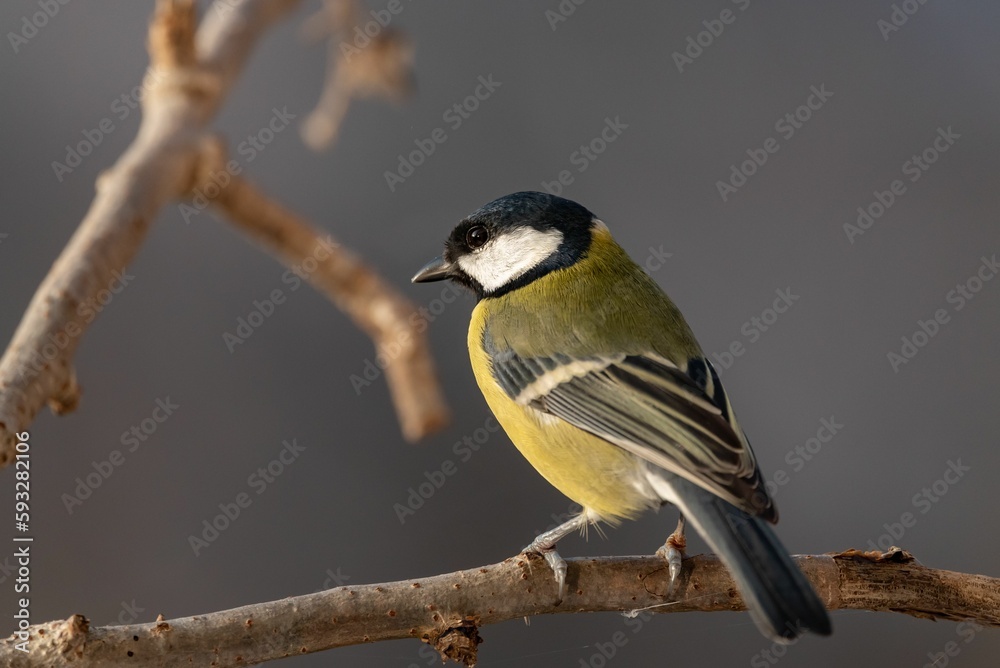 Fototapeta premium Close-up shot of a Great tit perched on a branch on a blurred background