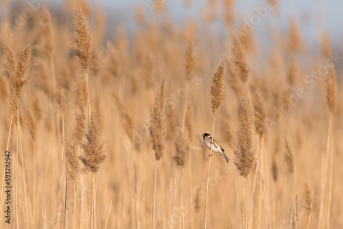Shallow focus shot of a common reed bunting (Emberiza schoeniclus) in the field