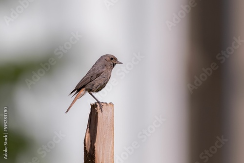 Beautiful view of a black redstart on the wooden branch with blurred background