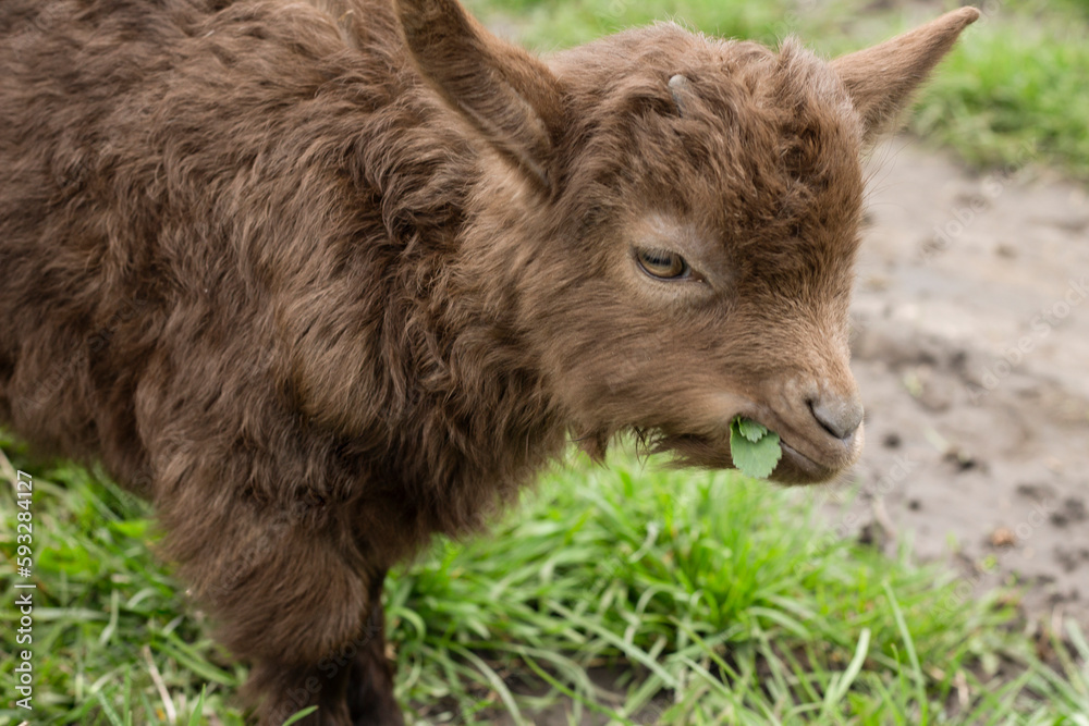 goat on the farm, the goat eats grass