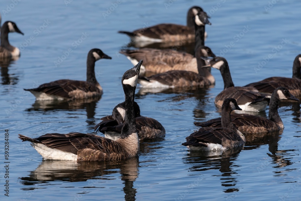 Closeup shot of Canadian geese in water - Branta canadensis Closeup shot of Canadian geese in water - Branta canadensis