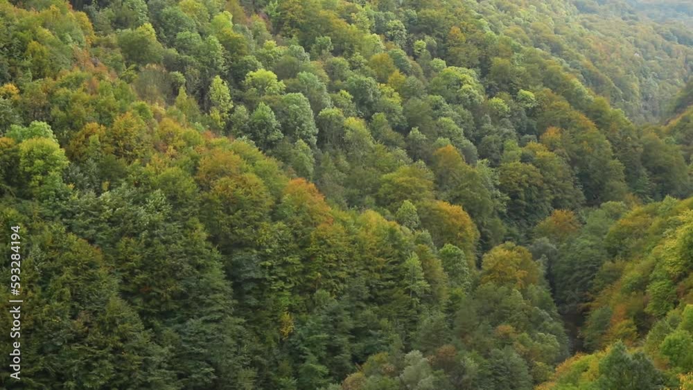 Scenic view of the amazing forest Scenic view of the amazing forest
