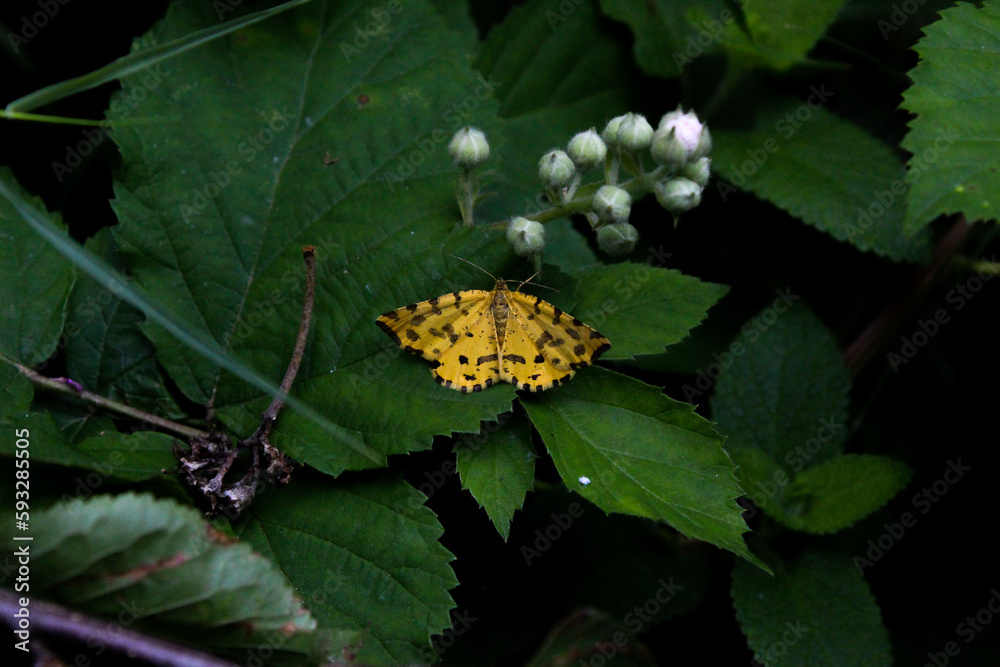papillon papillon