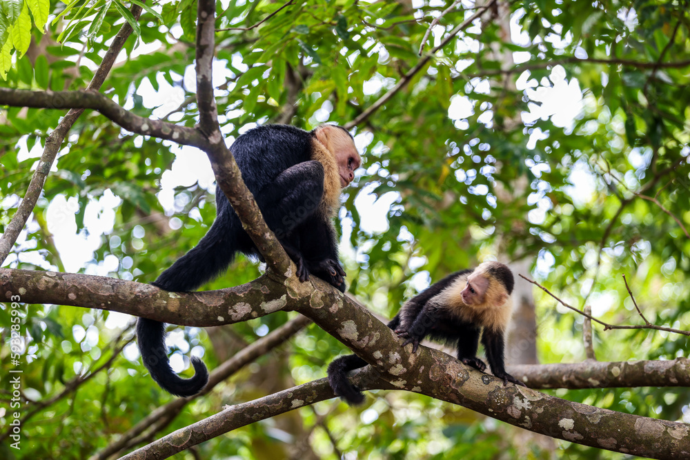 2 chimpancés comiendo y platicando, A wild monkey eats fruit on a tree. Filmed in the rainforest of Costa Rica. capuchin monkey eating with his hands 2 chimpancés comiendo y platicando, A wild monkey eats fruit on a tree. Filmed in the rainforest of Costa Rica. capuchin monkey eating with his hands